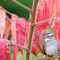 White-Throated Sparrow Among Fall Colors (11X14 Matt  Print 6X9) JAH-13-419